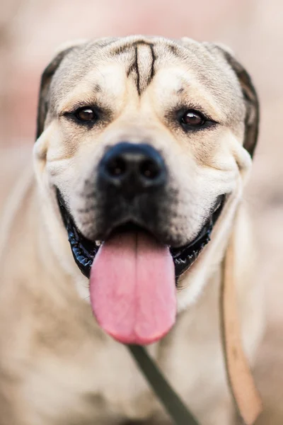 Dog playing outside smiles — Stock Photo, Image