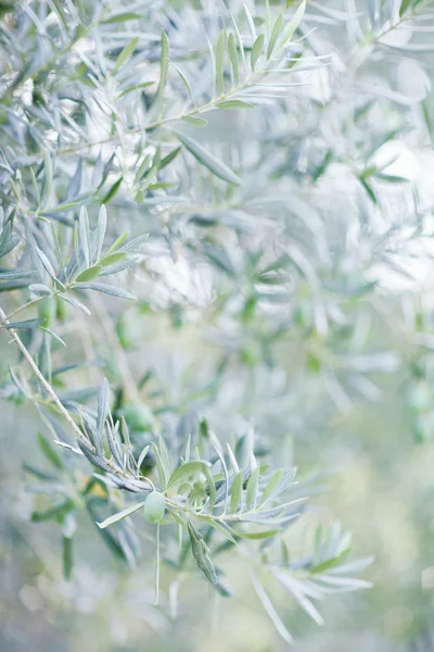 Olives on olive tree in autumn. Season nature image — Stock Photo, Image