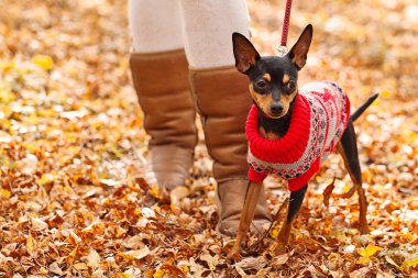 Minyatür pincher köpek kış kazak giyen sonbahar ormandaki ile yürüyen genç kadın.