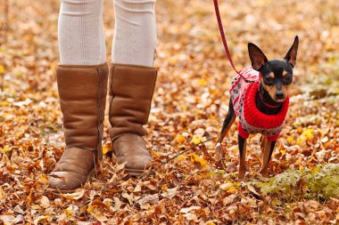 Minyatür pincher köpek kış kazak giyen sonbahar ormandaki ile yürüyen genç kadın.