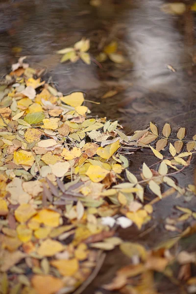 Yellow maple leaves floating on the surface of water — Stock Photo, Image