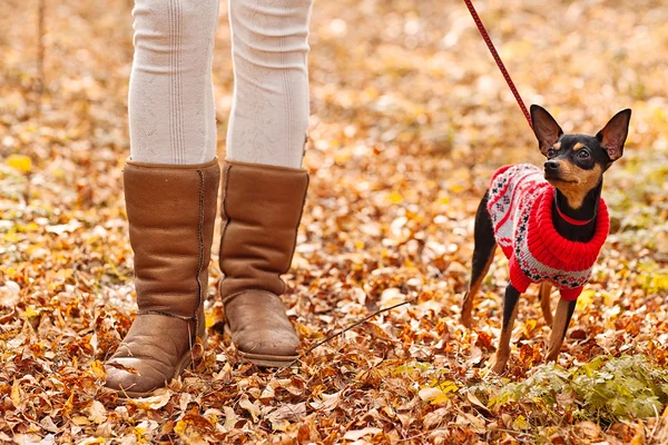 Young woman walking with her miniature pincher puppy in autumn forest wearing winter sweater. — Stock Photo, Image