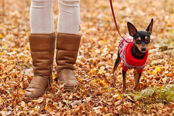 Jonge vrouw lopen met haar puppy pincher miniatuur in herfst bos winter trui dragen. — Stockfoto