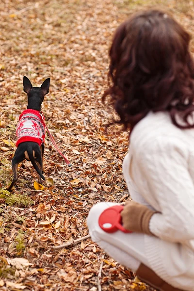 Giovane donna che cammina con il suo cucciolo pincher in miniatura nella foresta autunnale indossando maglione invernale . — Foto Stock