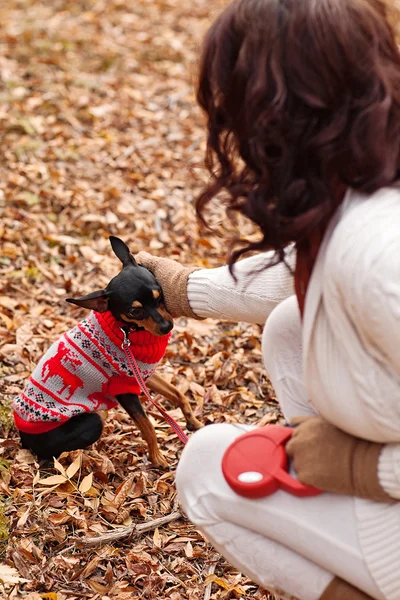 Young woman walking with her miniature pincher puppy in autumn forest wearing winter sweater. — Stock Photo, Image