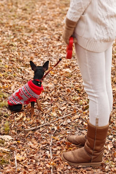 Young woman walking with her miniature pincher puppy in autumn forest wearing winter sweater. — Stock Photo, Image