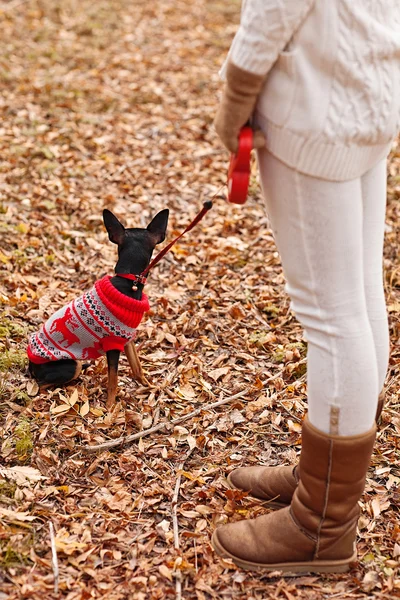 Junge Frau spaziert mit ihrem Mini-Pincher-Welpen im Herbstwald im Winterpullover. — Stockfoto