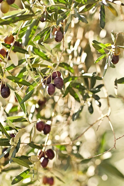 Olives on olive tree in autumn. Season nature image — Stock Photo, Image