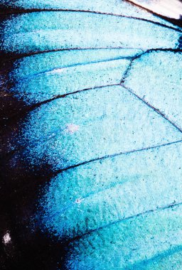 Makro yakın çekim kelebek kanat