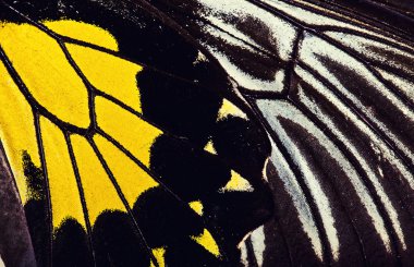 Makro yakın çekim kelebek kanat