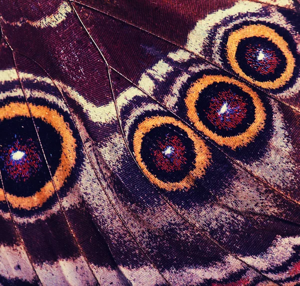 Macro close up of   Butterfly Wing — Stock Photo, Image