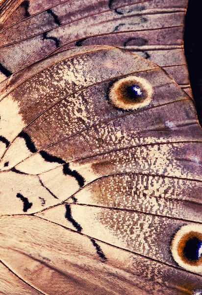 Macro close up of   Butterfly Wing — Stock Photo, Image