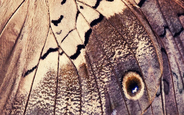 Macro close up of   Butterfly Wing — Stock Photo, Image