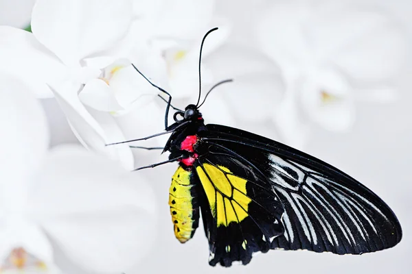 Tropical butterfly on the orchid. — Stock Photo, Image