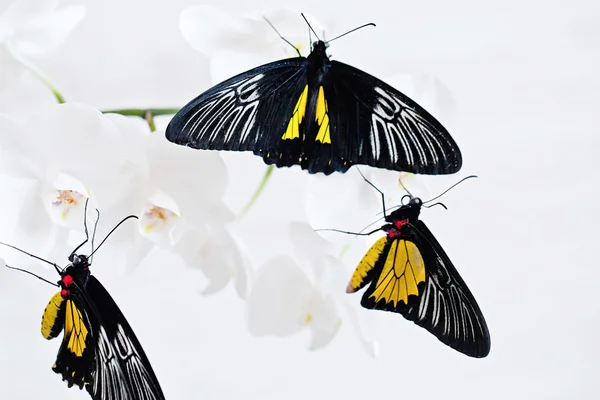Tropical butterfly on the orchid. — Stock Photo, Image