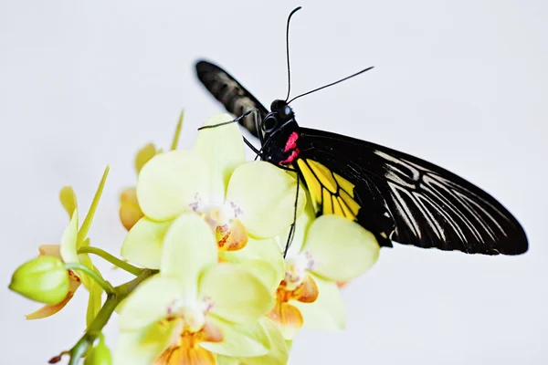 Orchid の熱帯の蝶. — ストック写真