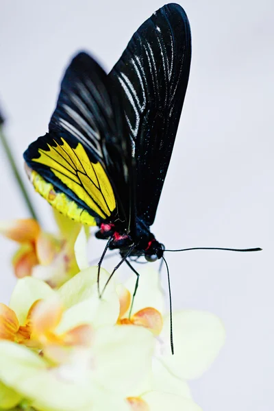 Tropical butterfly on the orchid. — Stock Photo, Image