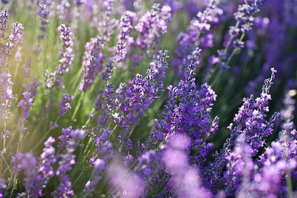 Lavendel — Stockfoto