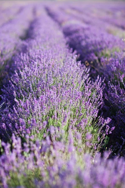 Lavendel — Stockfoto