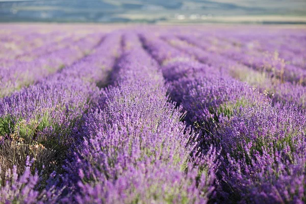 Lavanda —  Fotos de Stock