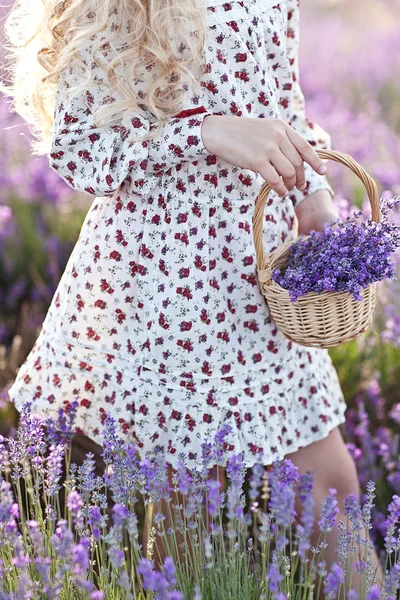 Cesta com flores de lavanda em mãos de mulher — Fotografia de Stock