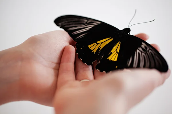 Beautiful exotic butterfly sitting on the girl hand — Stock Photo, Image