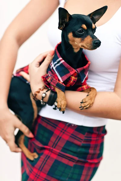 Attractive woman with non-allergic dog Zwergpinscher — Stock Photo, Image