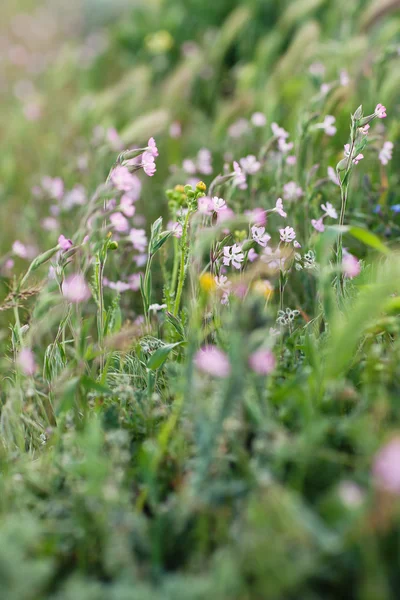 Close-up of summer wildflowers — Stock Photo, Image