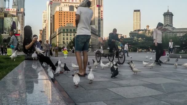 Les gens s'amusent avec des pigeons sur la place de Dalian — Video