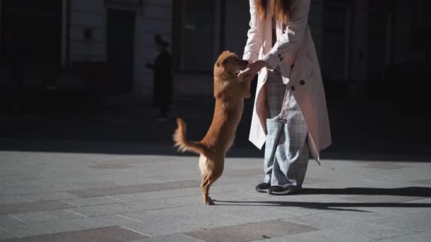 Közelkép egy kóbor kutyáról. Egy nő állatot tart a mancsainál. — Stock videók