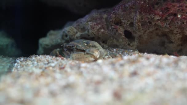 Närbild av en krabba som sitter på havsbotten. Oceanarium — Stockvideo