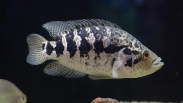 En stor fisk i akvariet. Vetenskapligt namn: Parachromis managuensis. — Stockvideo