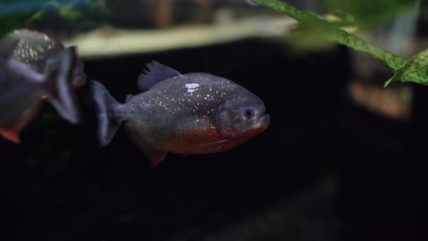 Piranha vissen zwemmen in het aquarium. selectieve focus, boze vis. — Stockvideo