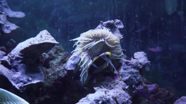 Pesci foto subacquee Amphiprion nigripes vicino al mare anemone — Video Stock