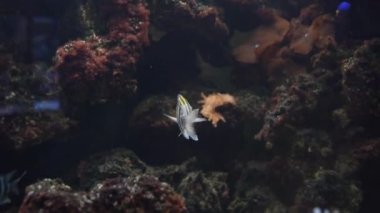 Büyük bir akvaryumda yüzen sıradan bir balıkçı çavuşu. Oceanarium.