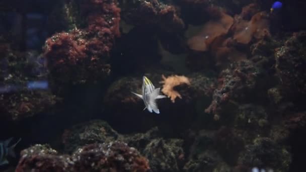 Abudefduf sargento comum ou peixe, nadando em um enorme aquário. Oceanário. — Vídeo de Stock