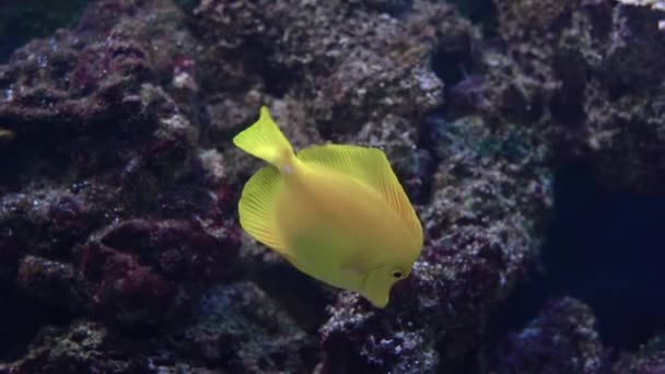 Желтый танец Zebrasoma flavescens, соленая вода желтый аквариум рыбы из семейства Acanthuridae — стоковое видео