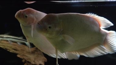 İki beyaz balık gerçek ya da dev gourami, makropod familyasından tatlı su yüzgeçli bir balıktır. Büyük bir akvaryumda yüzer..