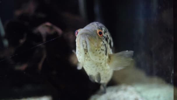 Oceanario, un pez grande nada. un pez grande en el acuario. Nombre científico: — Vídeo de stock