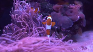 Ockellaris palyaço balığı, palyaço anemonbalığı, palyaço balığı, anemon bitkisindeki sahte perküla palyaço balığı, plankton deresinde yüzer.