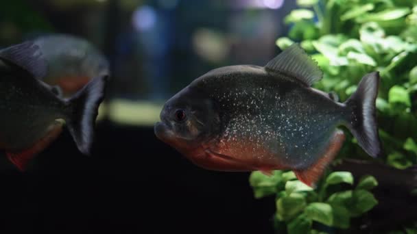 Der Amazonas ist ein räuberischer Piranha-Fisch unter den Algen. Ein Schwarm wütender hungriger Fische schwimmt. — Stockvideo