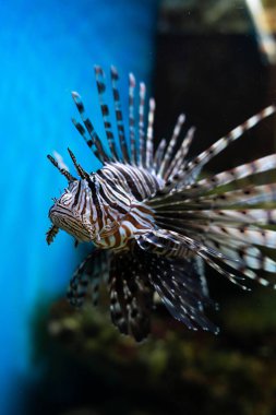 Akvaryum aslanı (Pterois volitans), mercan resifinde bulunan zehirli bir balık. Su uzayı