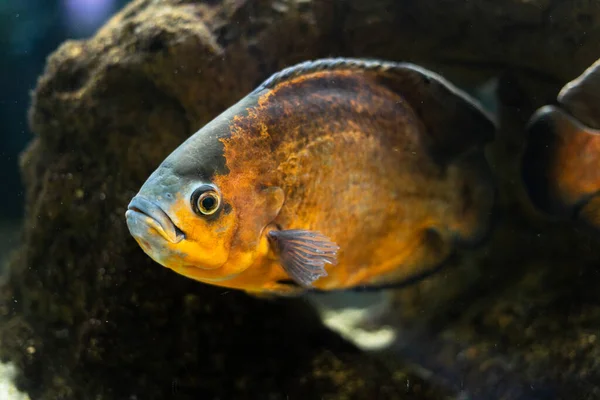 Big Beautiful Fish Cichlid Astronostus Oscar Swims Pond Stones Close — Stock Photo, Image