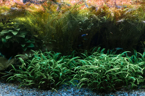 Пресноводные Аквариумы Зелеными Растениями Многими Рыбами Пресноводный Аквариум Большой Стаей — стоковое фото