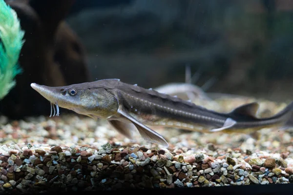 underwater photo of a Russian sturgeon (Scientific name: Acipenser gueldenstaedtii - Type: Chordata - Class: Osteichthyes (bony fish) - Order: Acipenseriformes - Family: Acipenseridae)