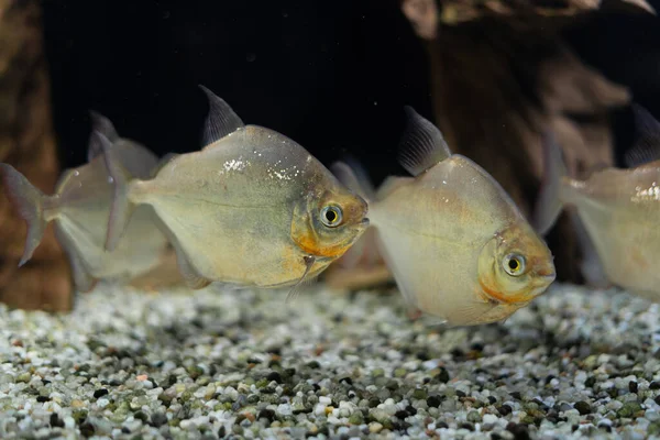 Flock Beautiful Fish Swims Aquarium Metynnis Argenteus Order Characinous Oceanarium — Stock Photo, Image