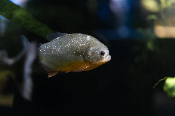 Amazônia Peixe Piranha Predatório Entre Algas Bando Peixes Furiosos Famintos — Fotografia de Stock