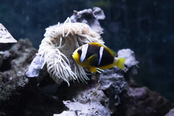 Риба Анемона Скунк Amphiprion Akallopiaos Плаває Великому Акваріумі Тлі Рифів — стокове фото