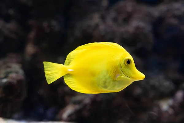 Yellow Tang Zebrasoma Flavescens Salt Water Yellow Aquarium Fish Acanthuridae — Stock Photo, Image