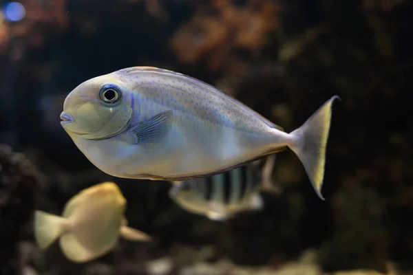 Sohal Surgeonfish Fish Type Bone Fish Osteichthyes Fish Surgeons Arabian — Stock Photo, Image